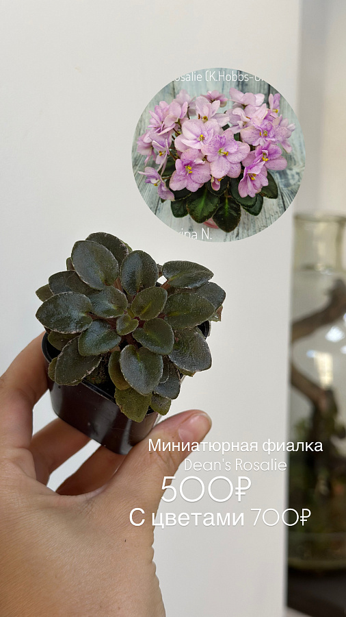 Мини фиалки