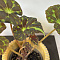 Begonia barsalouxiae