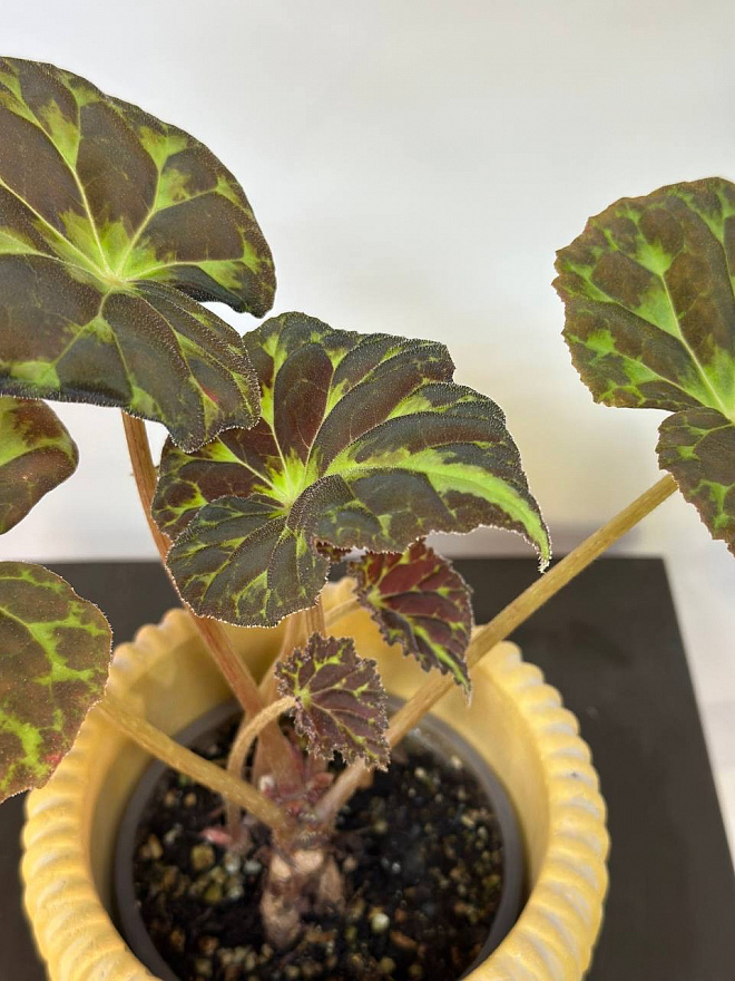 Begonia barsalouxiae