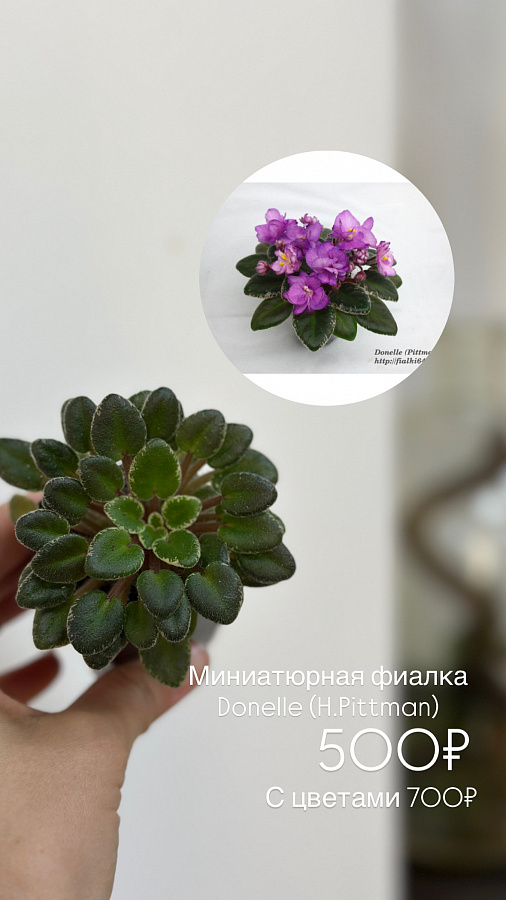 Мини фиалки