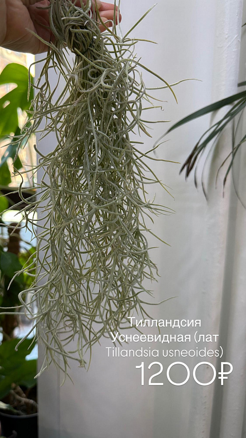 Тилландсия усьевидная
