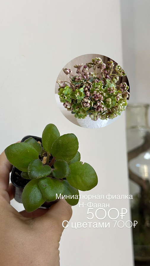 Мини фиалки