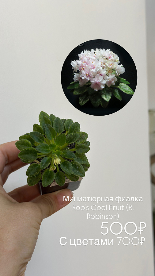 Мини фиалки