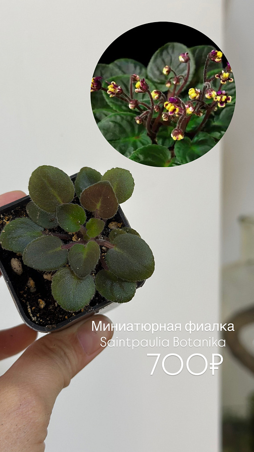 Мини фиалки