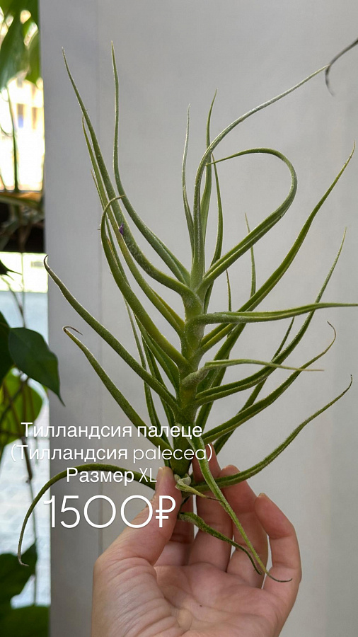 Тилландсии