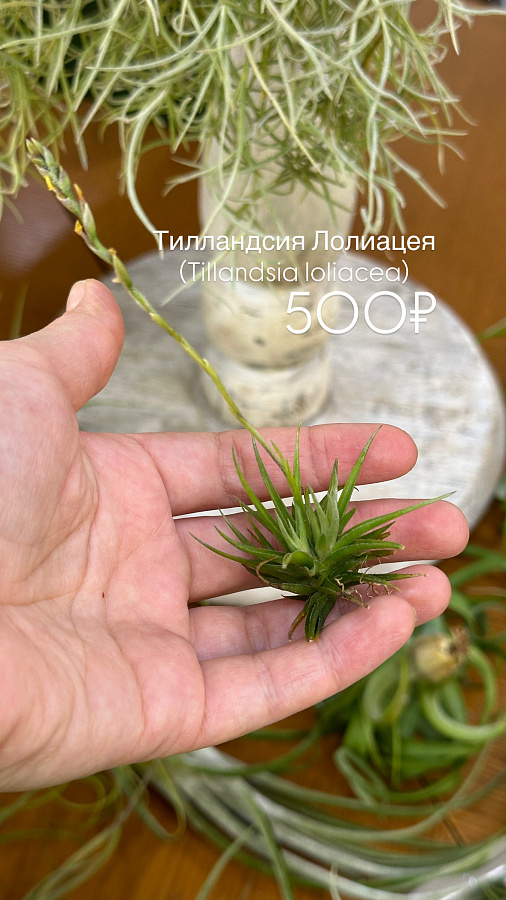 Тилландсиии