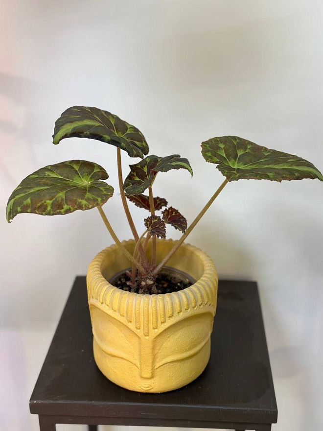 Begonia barsalouxiae