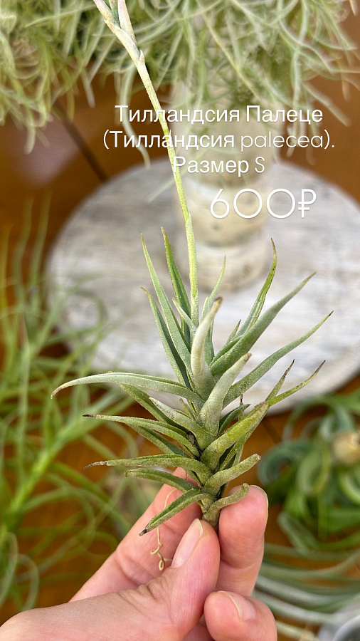 Тилландсиии