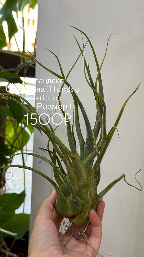 Тилландсии